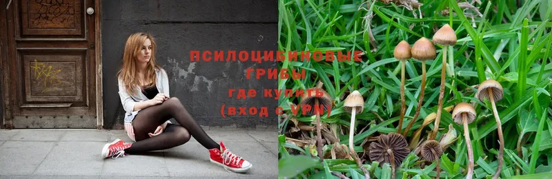 Псилоцибиновые грибы Psilocybe  продажа наркотиков  Красноармейск 